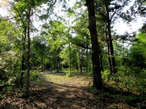 18 ac Wooded Retreat Anderson