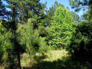 5 WOODED  ACS  CR 307 SOUTHERN GRIMES